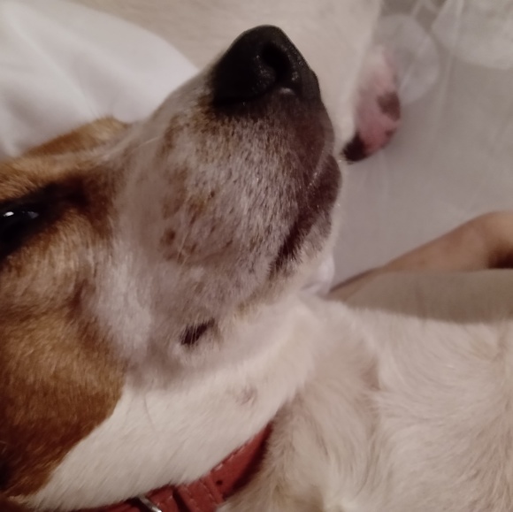 Meet your Posher, Mel - Picture 1 of 1